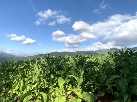 会东县嘎吉村:极端气候下的烟叶种植田管插图3 会东县嘎吉村:极端气候下的烟叶种植田管插图3