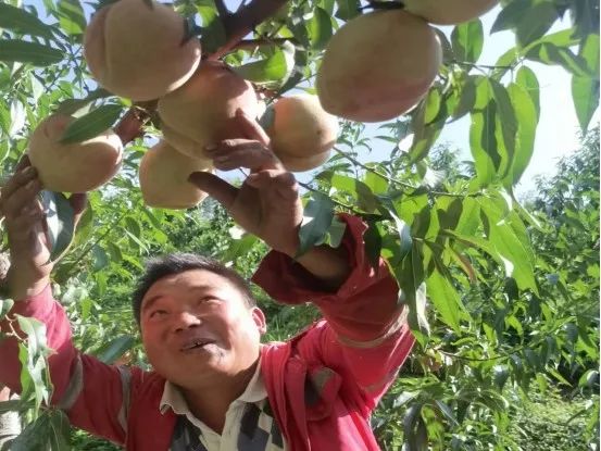 会东铅锌镇小街子村桃园迎来大丰收!-会东网