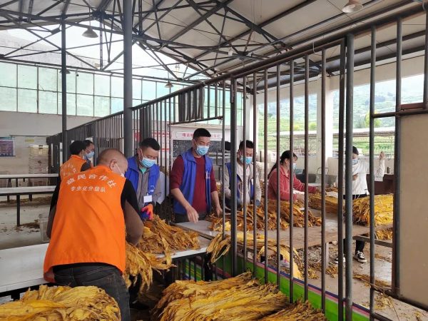 会东县三农|会东县全力做好疫情防控下烟茧收购工作-会东网