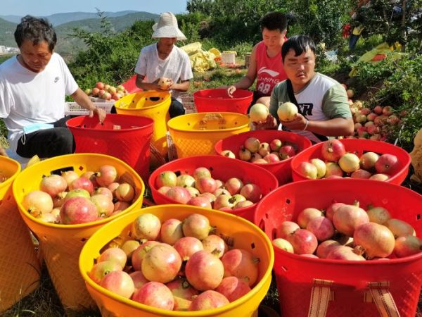 会东三农动态|会东县供销合作社联合社石榴大丰收!-会东网