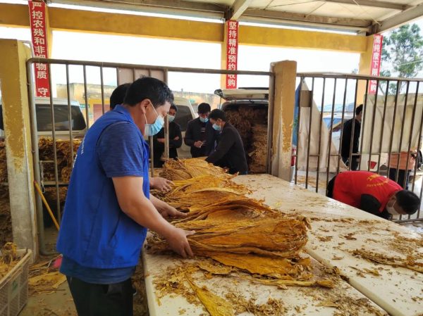 鲹鱼河镇：山地清香型烟叶的璀璨明珠-会东网