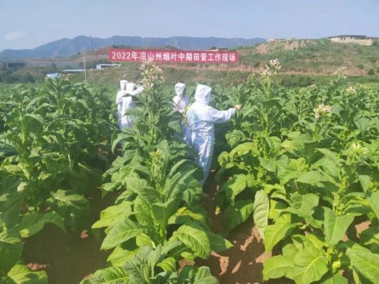 凉山会东县十大特产(盘点凉山州会东县的十大特产)?插图2 凉山会东县十大特产(盘点凉山州会东县的十大特产)?插图2