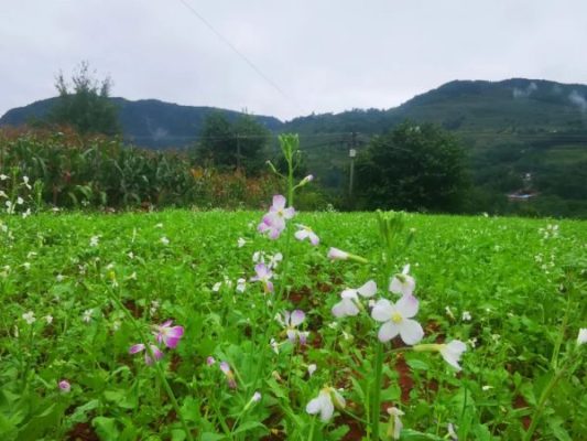 四川大凉山会东县？插图3