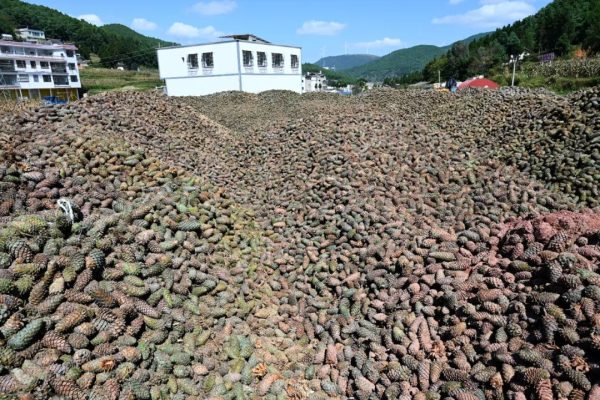 会东松籽：一粒松香里的山河密码插图3