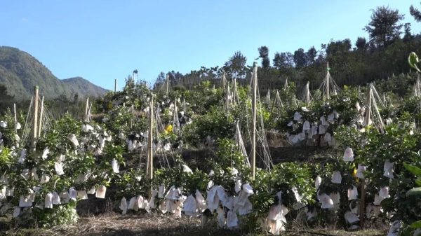 会东网，会东新街镇光明村70余亩新品种柑橘成熟了插图