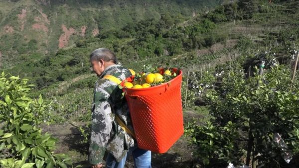 会东网，会东新街镇光明村70余亩新品种柑橘成熟了插图3