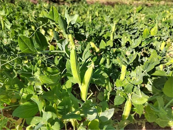 川滇明珠,会东“发展乡村特色,拓宽农民增收致富渠道插图1 川滇明珠,会东“发展乡村特色,拓宽农民增收致富渠道插图1