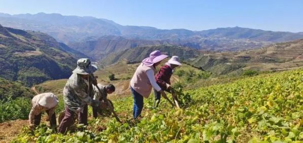 会东网报道，12月6日，会东县嘎吉镇土瓜丰收了！-会东网