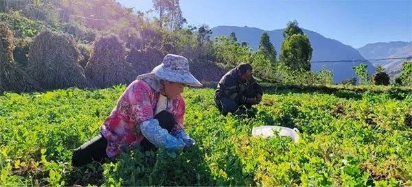 川滇明珠,会东“发展乡村特色,拓宽农民增收致富渠道-会东网