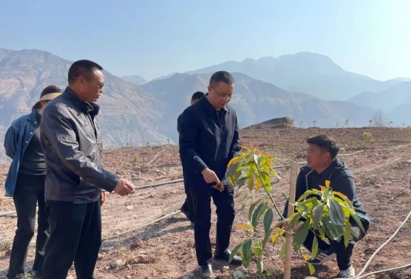 会东网，2月21日，张建军到铁柳镇调研督导牛油果园区建设-会东网