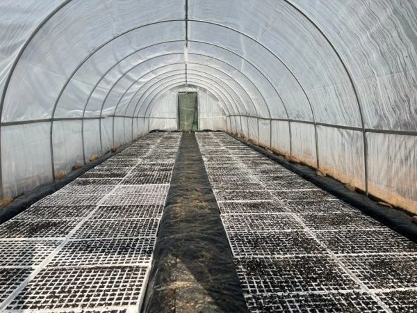 会东烤烟大县，会东三农官网插图3