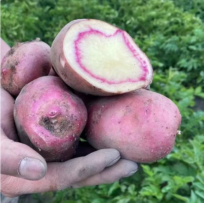 洋芋是哪儿的方言（土豆什么地方叫洋芋）？插图