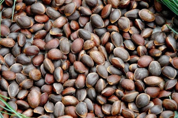 四川省凉山州会东美食（四川凉山州会东地域特色）插图3