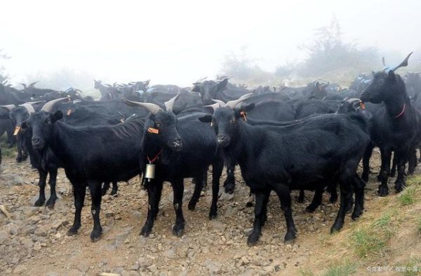 凉山州会东县怎么样?插图2 凉山州会东县怎么样?插图2