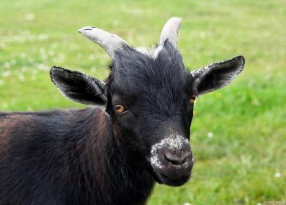 会东县美食美客特色小吃？会东小吃有哪些？插图1