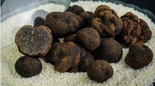 会东松露-会东网