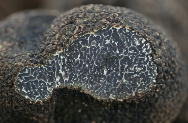 会东县特色农产品（会东县的特产农产品有哪些）？插图5