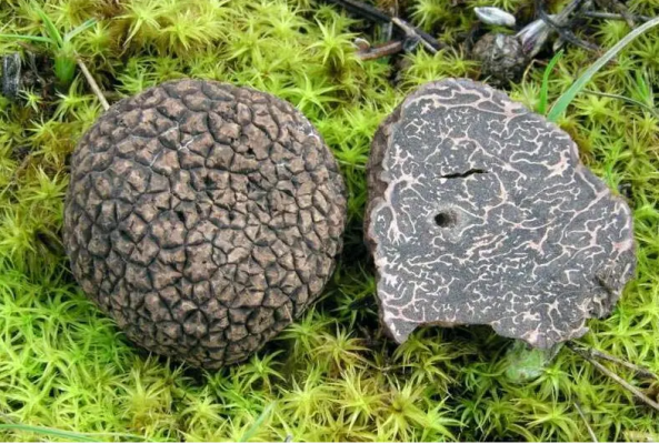 会东松露相关介绍?会东松露地理标志特色?插图1 会东松露相关介绍?会东松露地理标志特色?插图1