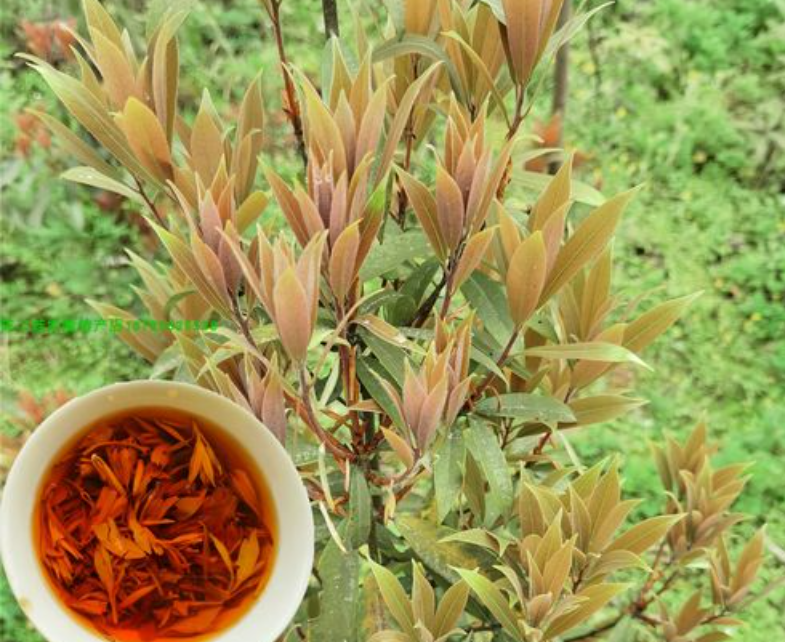 会东老鹰茶:一种清香扑鼻、口感独特的茶叶插图2 会东老鹰茶:一种清香扑鼻、口感独特的茶叶插图2