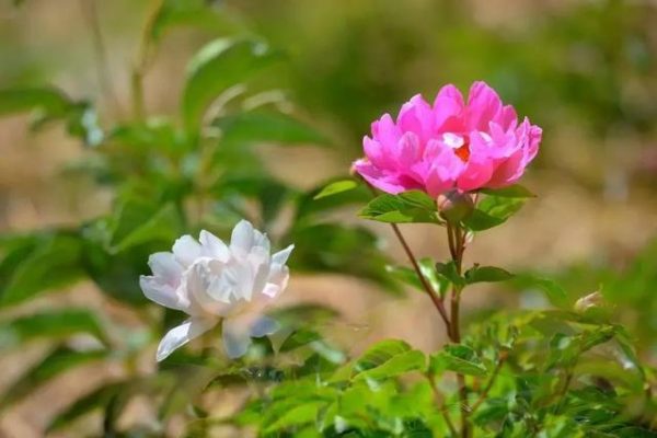 会东旅游景区前七?插图1 会东旅游景区前七?插图1