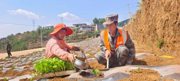 会东县全面完成烟叶移栽工作 确保烟叶产业稳产增收插图2