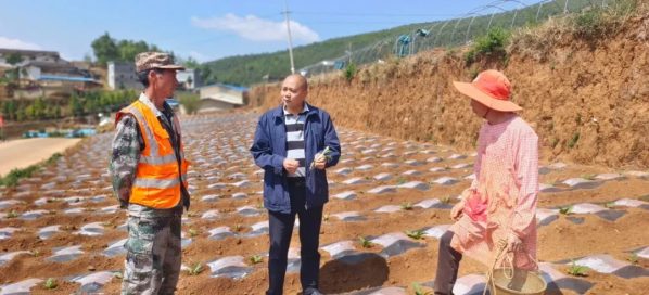 会东县全面完成烟叶移栽工作 确保烟叶产业稳产增收插图3