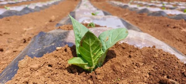 会东县全面完成烟叶移栽工作 确保烟叶产业稳产增收插图1