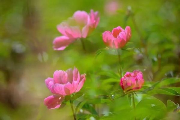 会东旅游景点大全?会东旅游景点前十?插图1 会东旅游景点大全?会东旅游景点前十?插图1