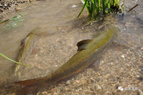 会东县特色美食(会东特别出名的菜品)插图1 会东县特色美食(会东特别出名的菜品)插图1