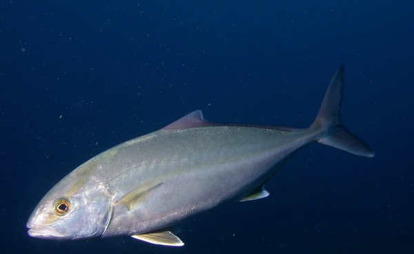 会东红烧鲹鱼（会东鲹鱼的做法）-会东网
