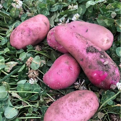 会东小吃七彩洋芋（会东土特产七彩洋芋）-会东网