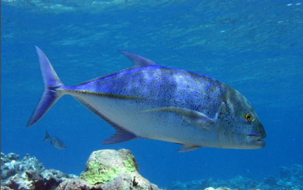会东县特色美食(会东特别出名的菜品)插图 会东县特色美食(会东特别出名的菜品)插图