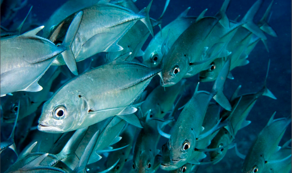 会东红烧鲹鱼（会东鲹鱼的做法）插图1