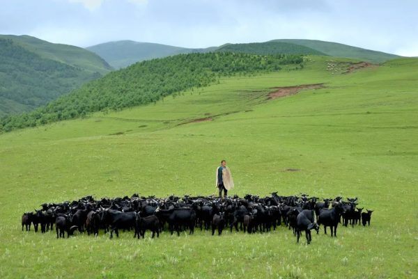 会东黑山羊产业介绍？会东黑山羊怎么样？-会东网