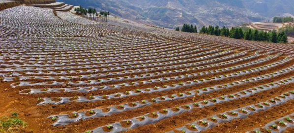 会东县农业局副局长王其福：面对干旱挑战，期待您的应对之策！-会东网