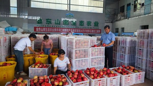 会东县石榴成功出口越南,助力农业拓展国际市场-会东网