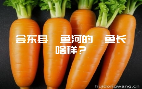 会东县鲹鱼河的鲹鱼长啥样？-会东网