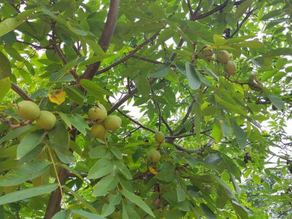 会东铁柳镇核桃丰收！-会东网