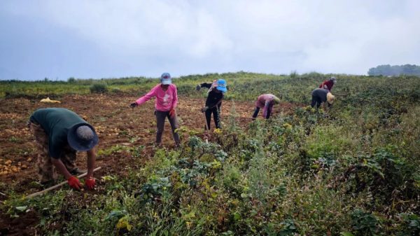 会东县铅锌镇撒嘎村复耕千亩荒地,助力农业增效和群众增收-会东网