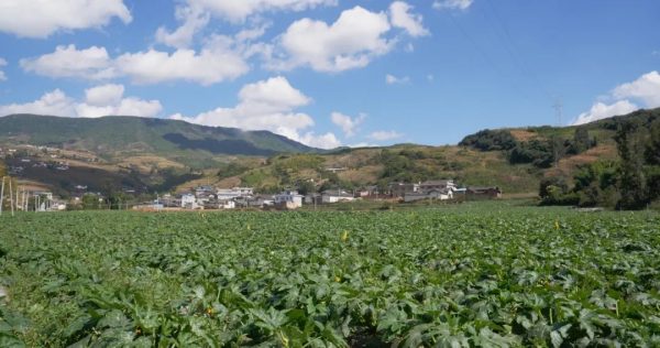 会东县现代农业产业体系助力乡村全面振兴插图3 会东县现代农业产业体系助力乡村全面振兴插图3