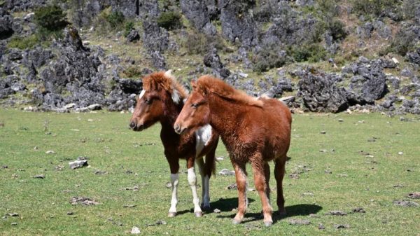 新街镇：农文旅融合发展助力乡村振兴！插图1