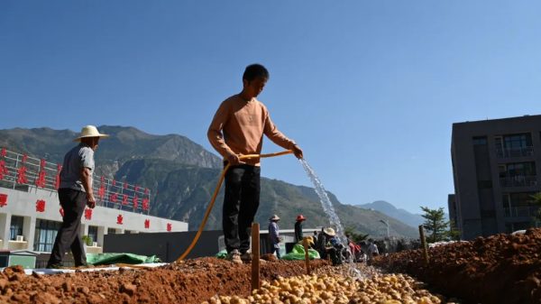 鲁吉镇的“金沙姜”种源基地：群众致富的新希望插图3