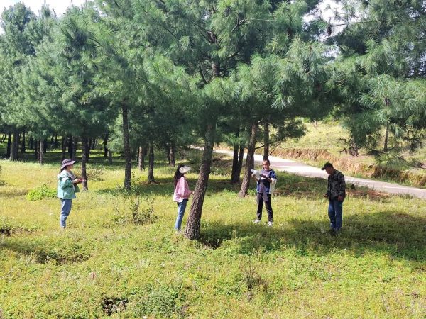 会东县华山松科研示范基地建设助力乡村振兴插图1 会东县华山松科研示范基地建设助力乡村振兴插图1