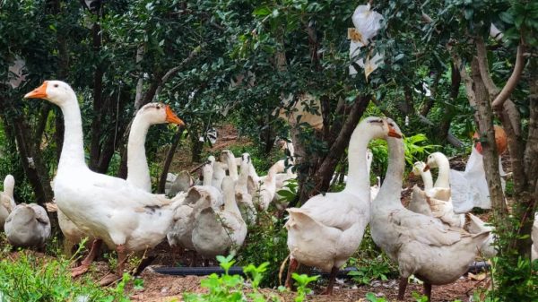 会东秋日丰收,石榴林中的白鹅闲庭信步插图1 会东秋日丰收,石榴林中的白鹅闲庭信步插图1