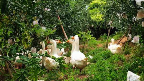 会东秋日丰收,石榴林中的白鹅闲庭信步插图 会东秋日丰收,石榴林中的白鹅闲庭信步插图