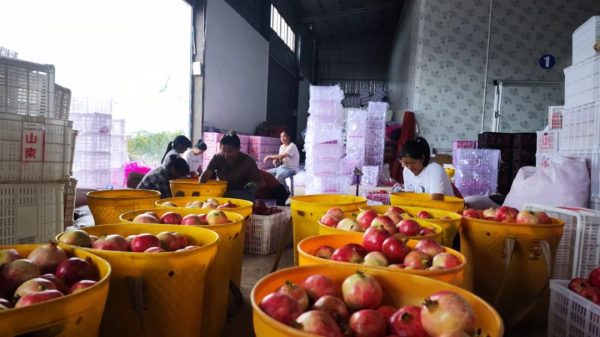 会东县石榴成功出口越南，助力农业拓展国际市场插图2