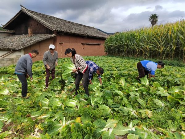 会东堵格镇大力发展蔬菜种植插图1 会东堵格镇大力发展蔬菜种植插图1