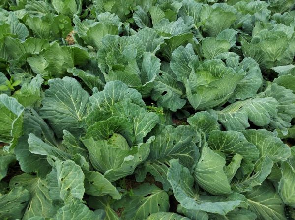 会东堵格镇大力发展蔬菜种植插图2 会东堵格镇大力发展蔬菜种植插图2