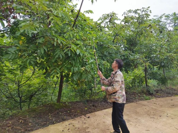 会东铁柳镇核桃丰收！插图1