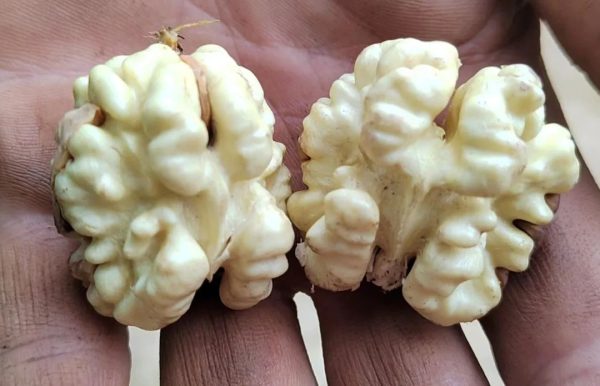 会东铁柳镇核桃丰收！插图4